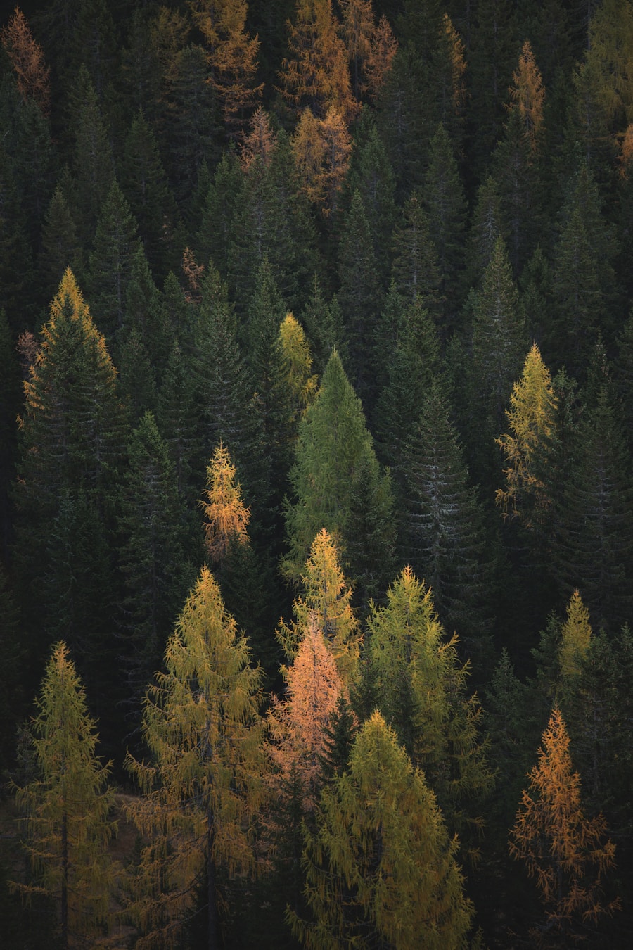 Nordic landscape — AI adoption in Scandinavia